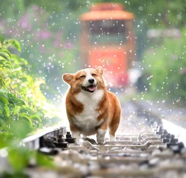 Reasons Why Raw Diets Are the Healthiest Choice for Dogs