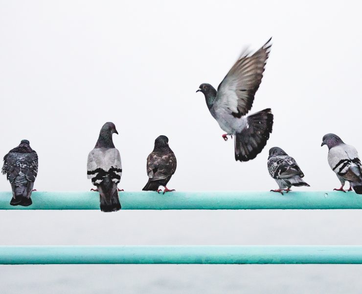 Do Pigeon Repellents Work?